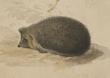 Ein Igel